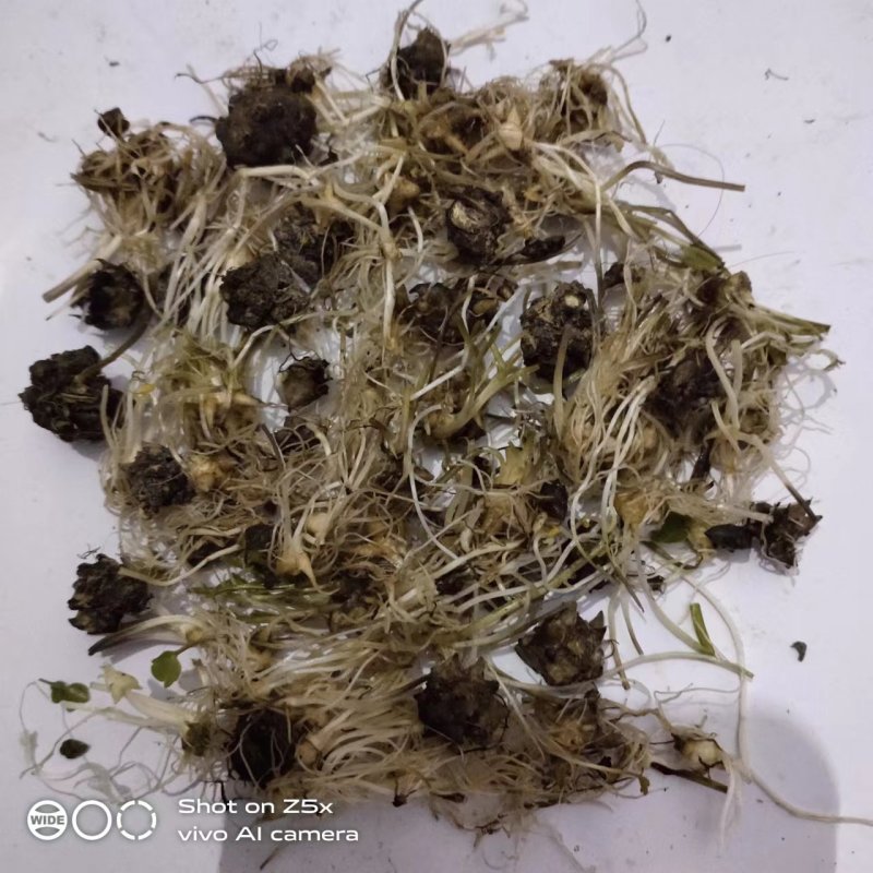 新鲜野生猫爪草