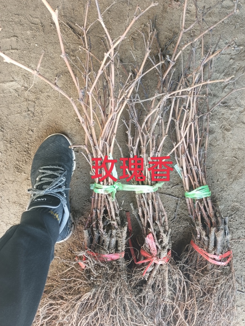 玫瑰香葡萄苗
