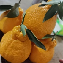 不知火（丑橘）出口俄罗斯孟加拉国