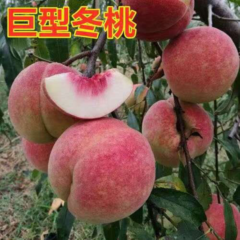 桃树苗货源充足，产地直发，诚信经营，欢迎客商来电