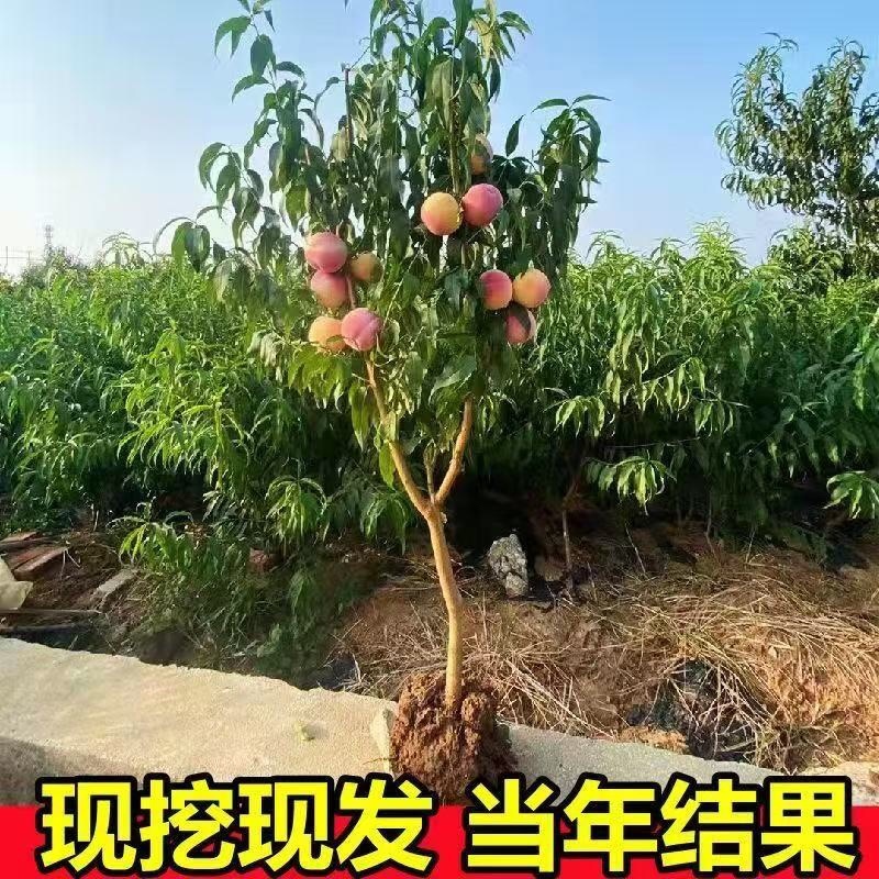 桃树苗货源充足，产地直发，诚信经营，欢迎客商来电