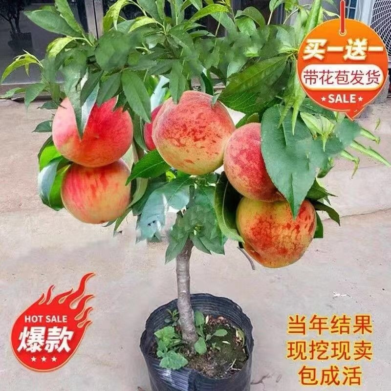 桃树苗货源充足，产地直发，诚信经营，欢迎客商来电
