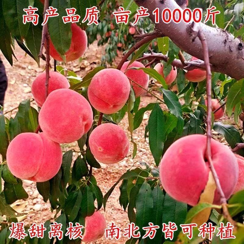 桃树苗货源充足，产地直发，诚信经营，欢迎客商来电