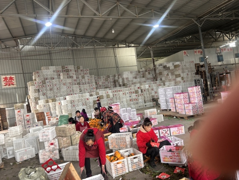 不知火（丑橘）出口俄罗斯孟加拉国