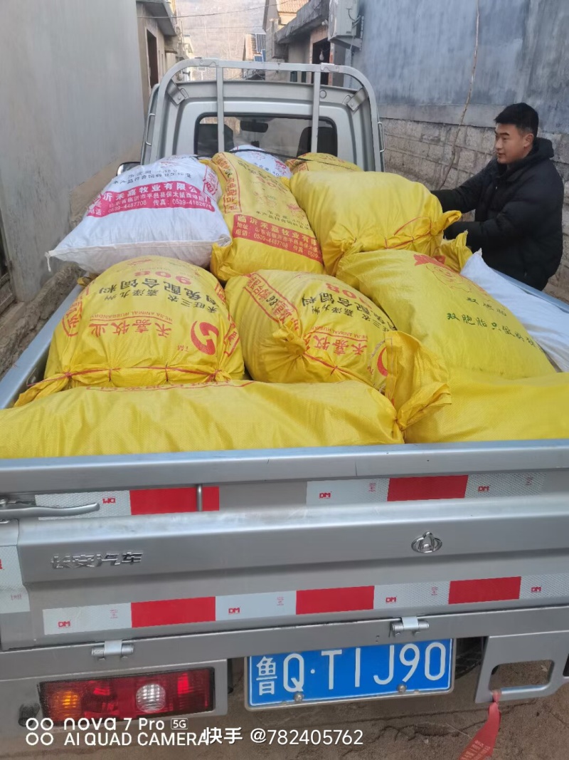 【精品】优质丹参苗包质量包成活率。包回收一条龙服务