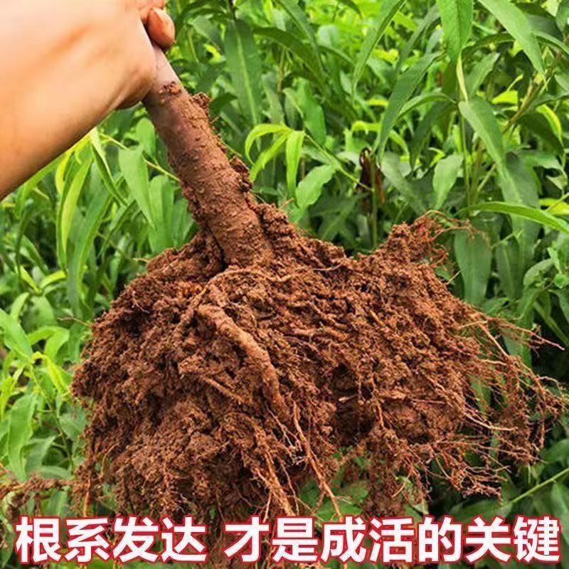 李子苗品质保证货量充足，产地直发，欢迎客户咨询