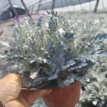 180杯银叶菊基地大量现货，欢迎选购👏