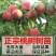 桃树苗支持视频看货，可发往全国市场