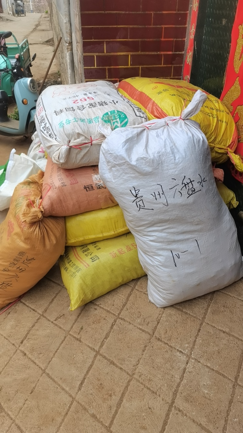 【精品】优质丹参苗包质量包成活率。包回收一条龙服务