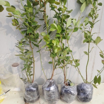 蓝莓苗盆栽，原盆原土发货，当年种植当年挂果，包活包邮