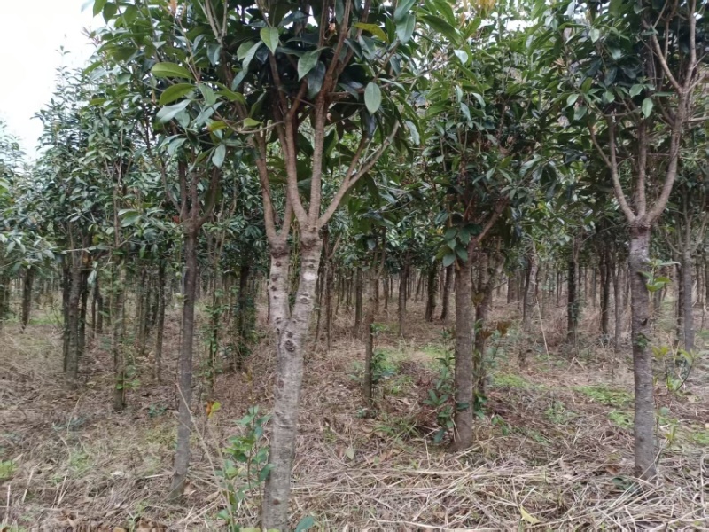 基质育苗桂花树提供技术服务欢迎电话咨询