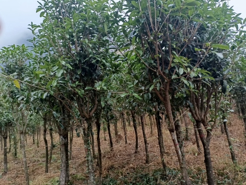 基质育苗桂花树提供技术服务欢迎电话咨询