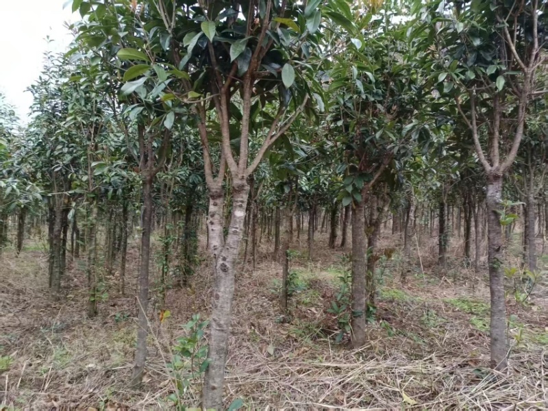 基质育苗桂花树提供技术服务欢迎电话咨询