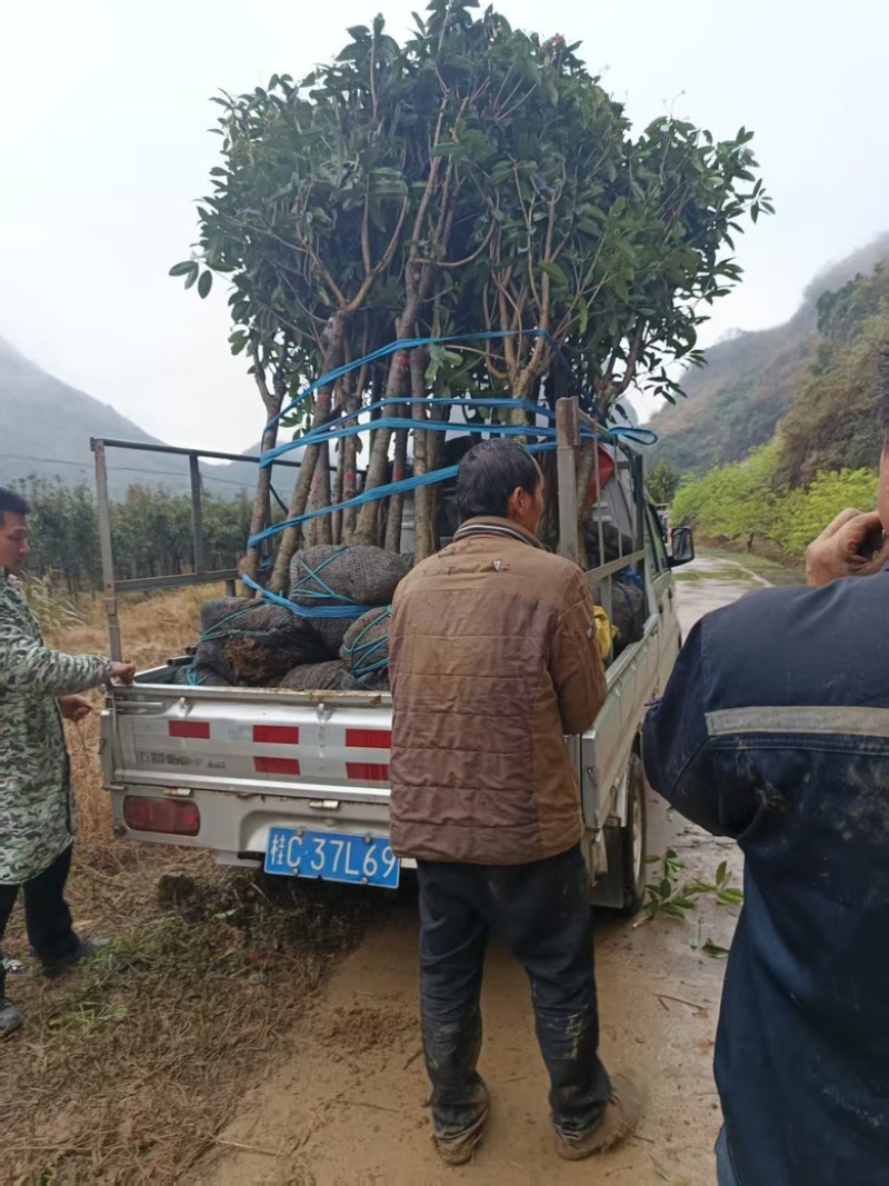 基质育苗桂花树提供技术服务欢迎电话咨询