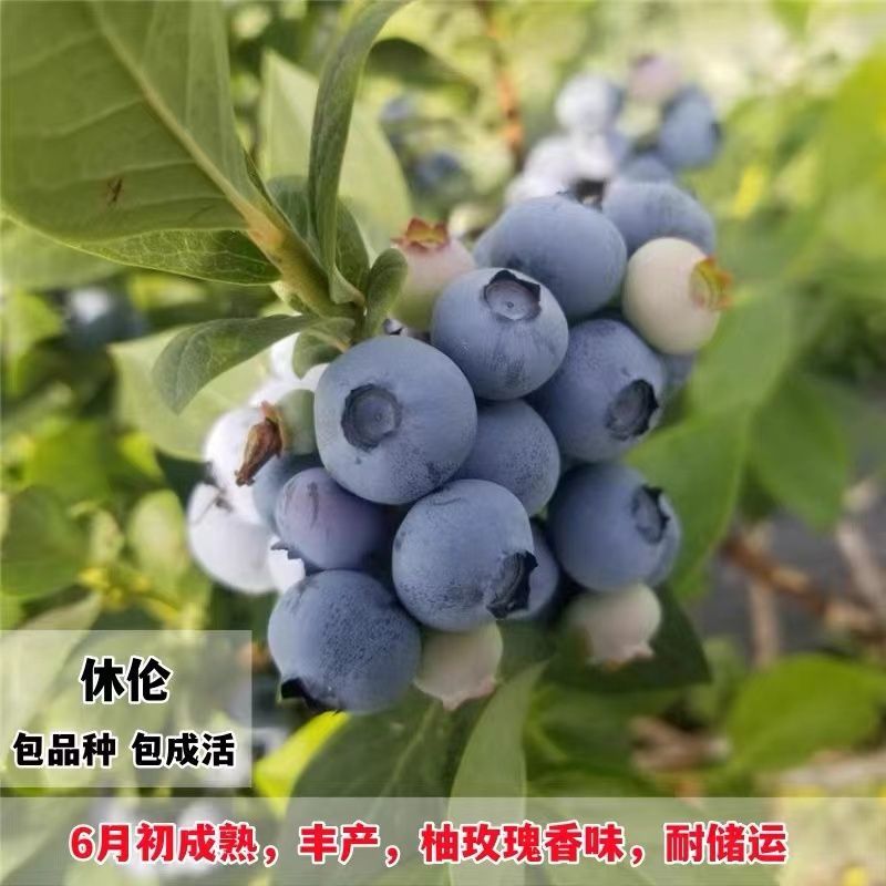 蓝莓苗盆栽，原盆原土发货，当年种植当年挂果，包活包邮