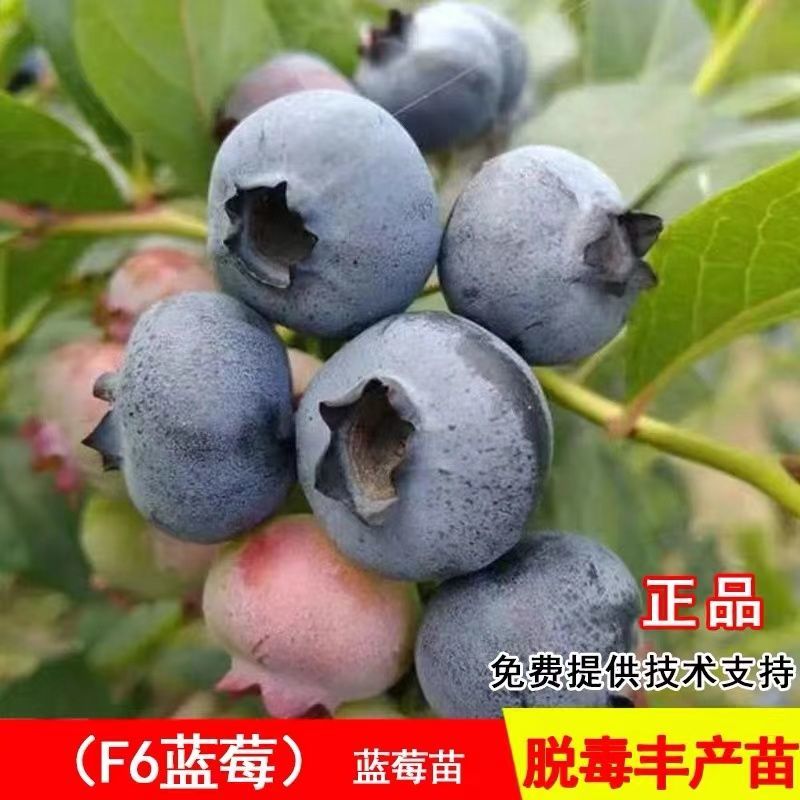 蓝莓苗盆栽，原盆原土发货，当年种植当年挂果，包活包邮