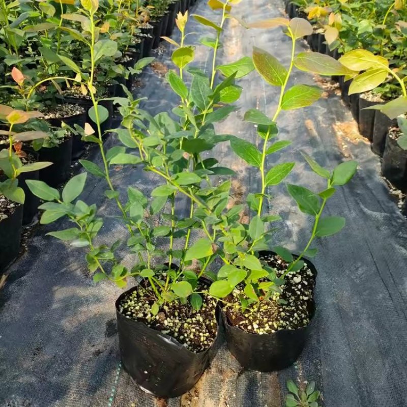 蓝莓苗盆栽，原盆原土发货，当年种植当年挂果，包活包邮