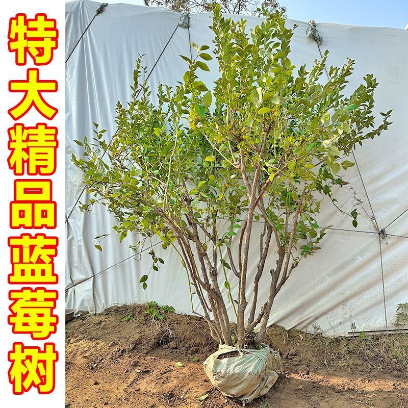 蓝莓苗盆栽，原盆原土发货，当年种植当年挂果，包活包邮