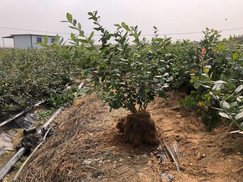 蓝莓苗盆栽，原盆原土发货，当年种植当年挂果，包活包邮