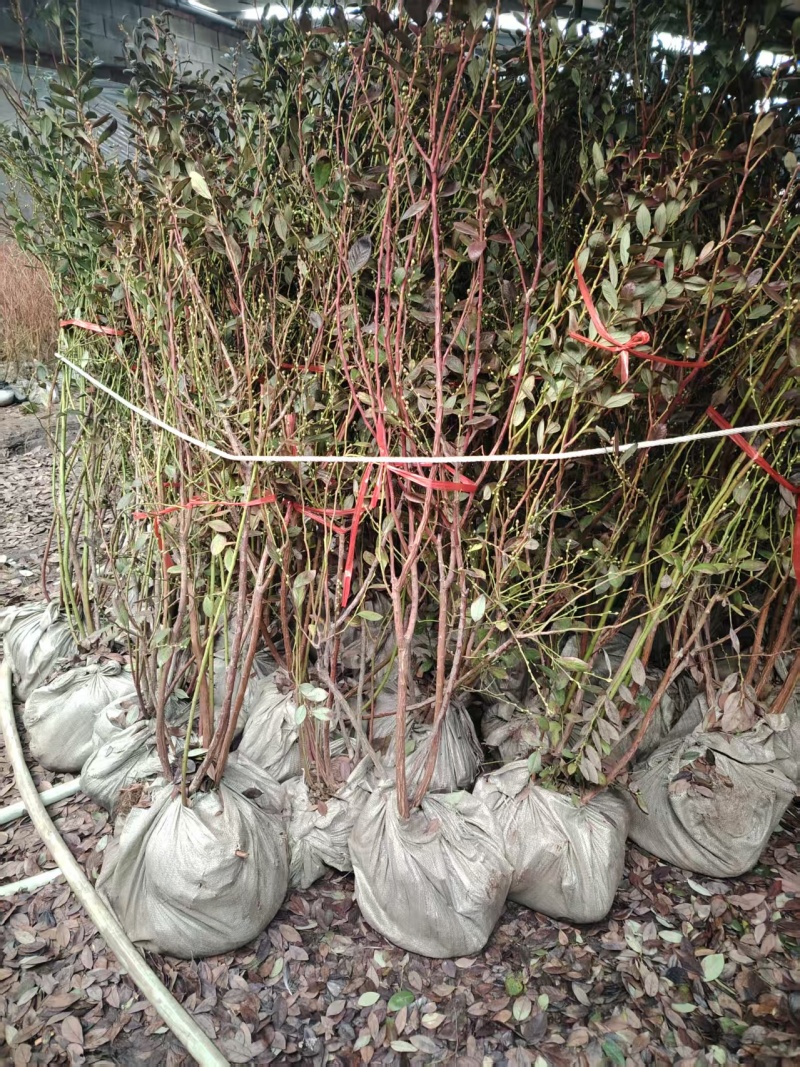 蓝莓苗盆栽，原盆原土发货，当年种植当年挂果，包活包邮
