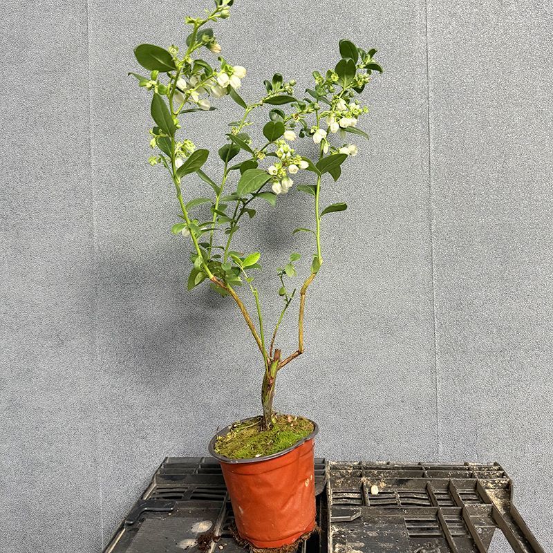 蓝莓苗盆栽，原盆原土发货，当年种植当年挂果，包活包邮