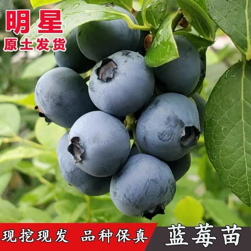 蓝莓苗盆栽，原盆原土发货，当年种植当年挂果，包活包邮