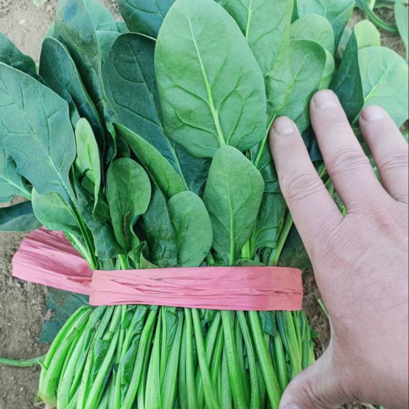 菠菜