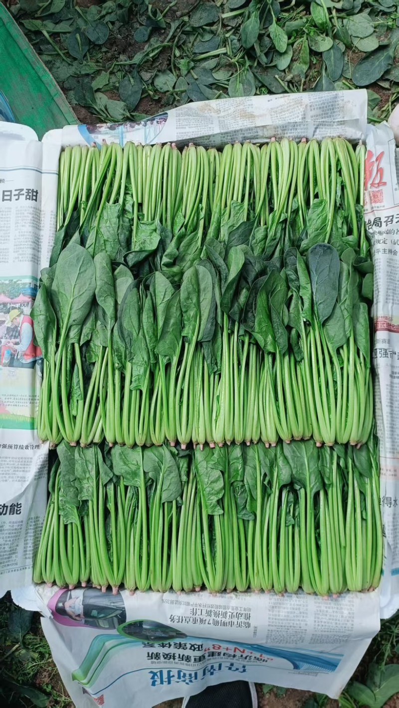 菠菜