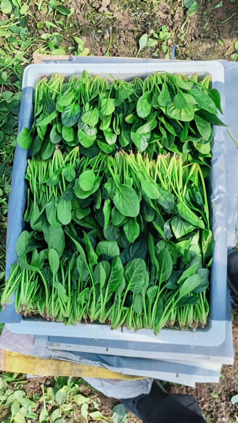 菠菜