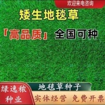 地毯草种子庭院绿化草坪草籽耐旱四季常青庭院矮生草种草皮籽
