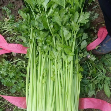 芹菜，大量上市，欢迎前来采购，量大货优，支持看货