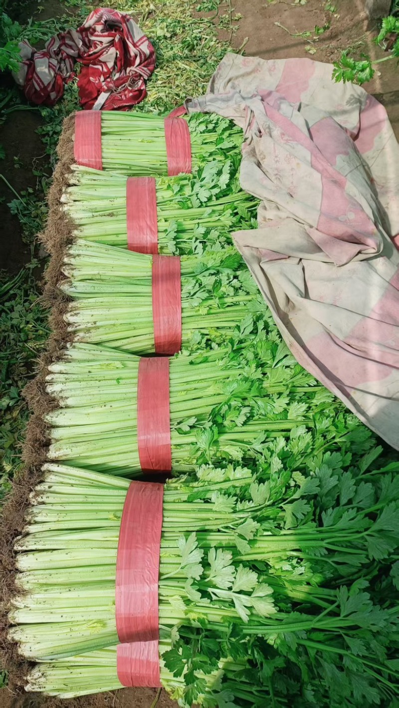 芹菜，大量上市，欢迎前来采购，量大货优，支持看货