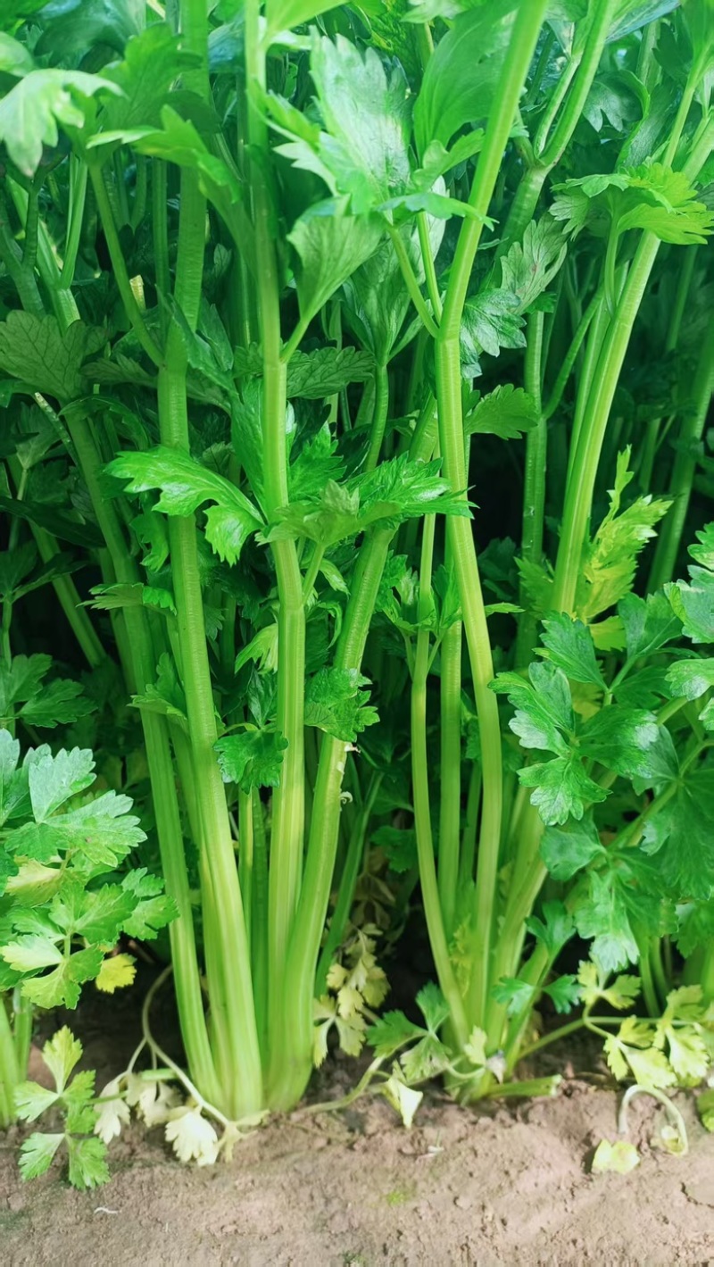 芹菜，大量上市，欢迎前来采购，量大货优，支持看货
