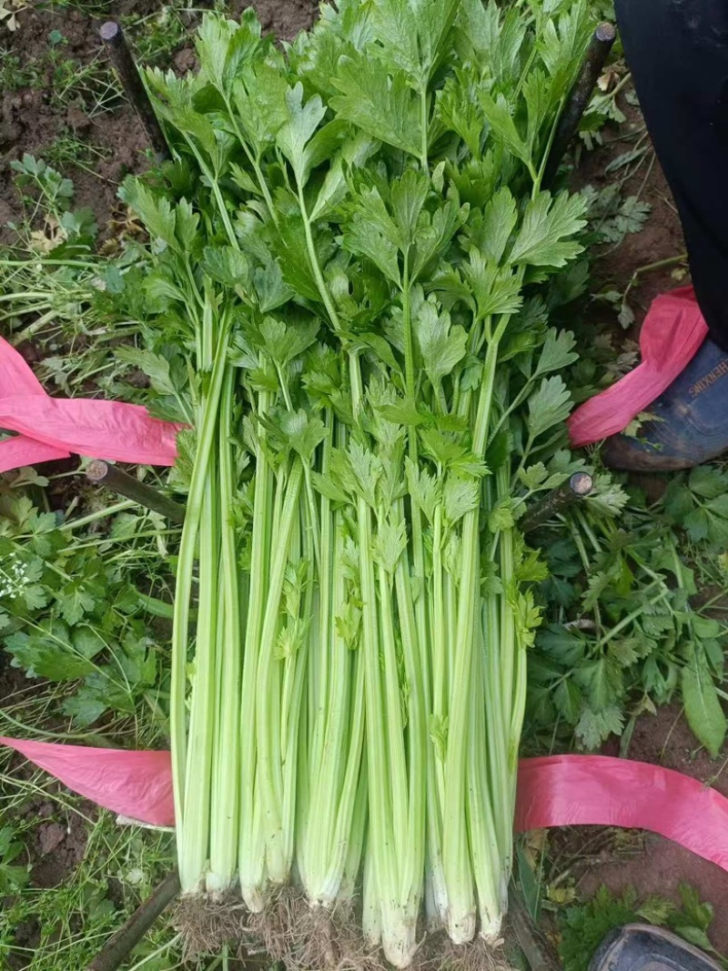 芹菜，大量上市，欢迎前来采购，量大货优，支持看货