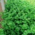 芹菜，大量上市，欢迎前来采购，量大货优，支持看货