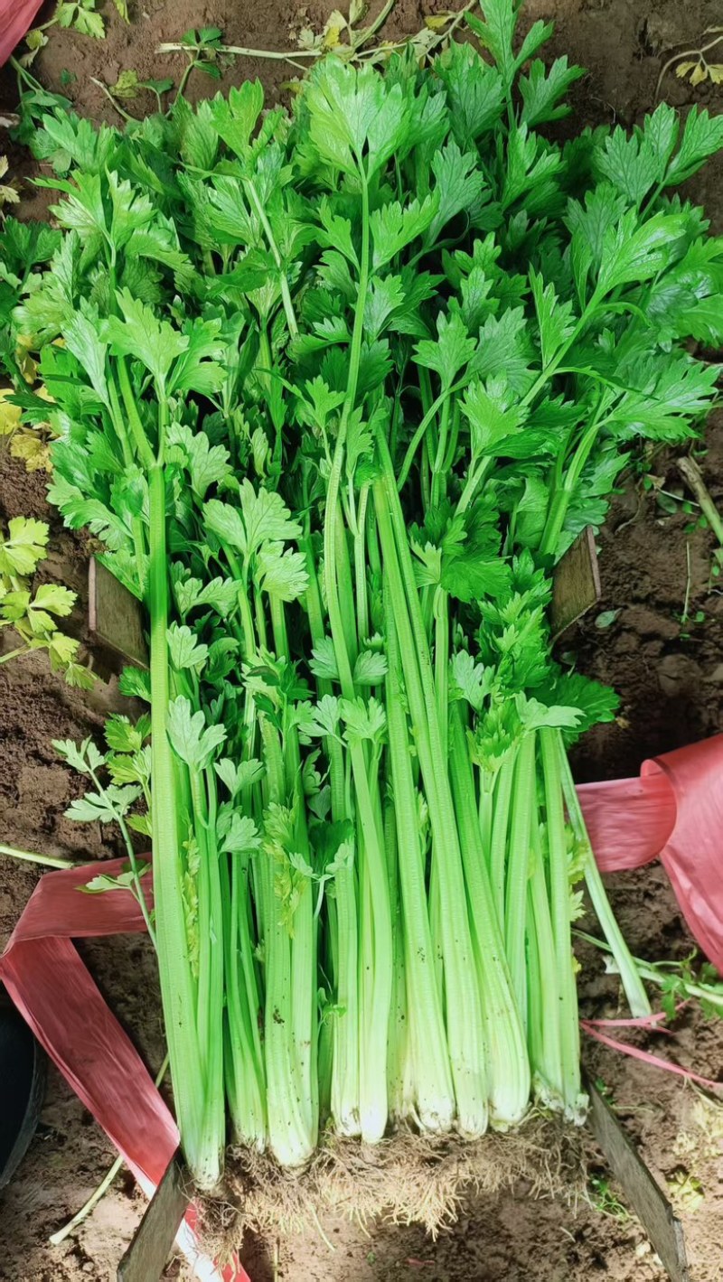 芹菜，大量上市，欢迎前来采购，量大货优，支持看货