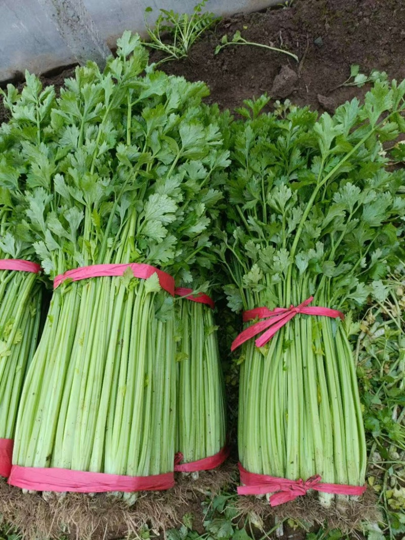 芹菜，大量上市，欢迎前来采购，量大货优，支持看货