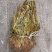 见血清【包邮】三斤起发货可批量可零售量大从优