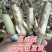 正宗无毛甜象草3号高产耐寒耐旱5号巨菌草种节牧草种子