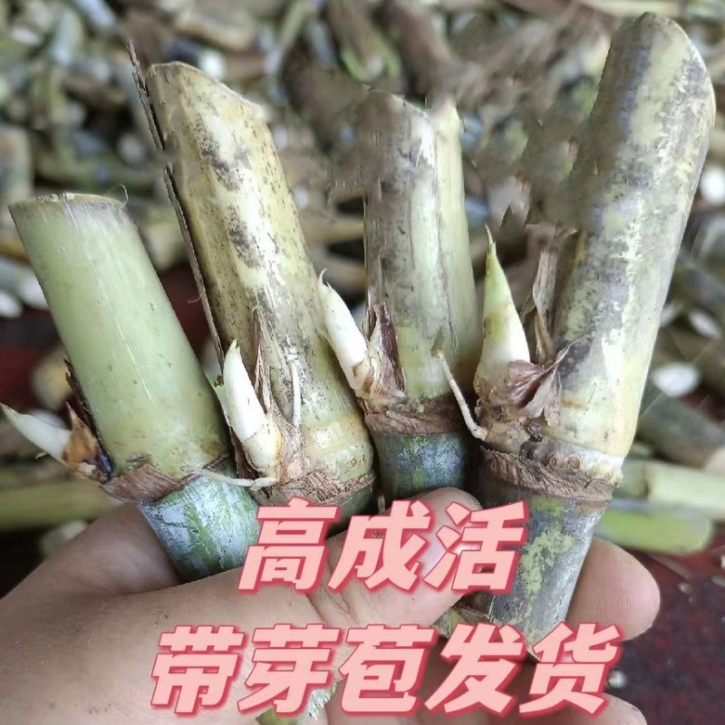正宗无毛甜象草3号高产耐寒耐旱5号巨菌草种节牧草种子