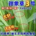正宗无毛甜象草3号高产耐寒耐旱5号巨菌草种节牧草种子