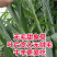 正宗无毛甜象草3号高产耐寒耐旱5号巨菌草种节牧草种子