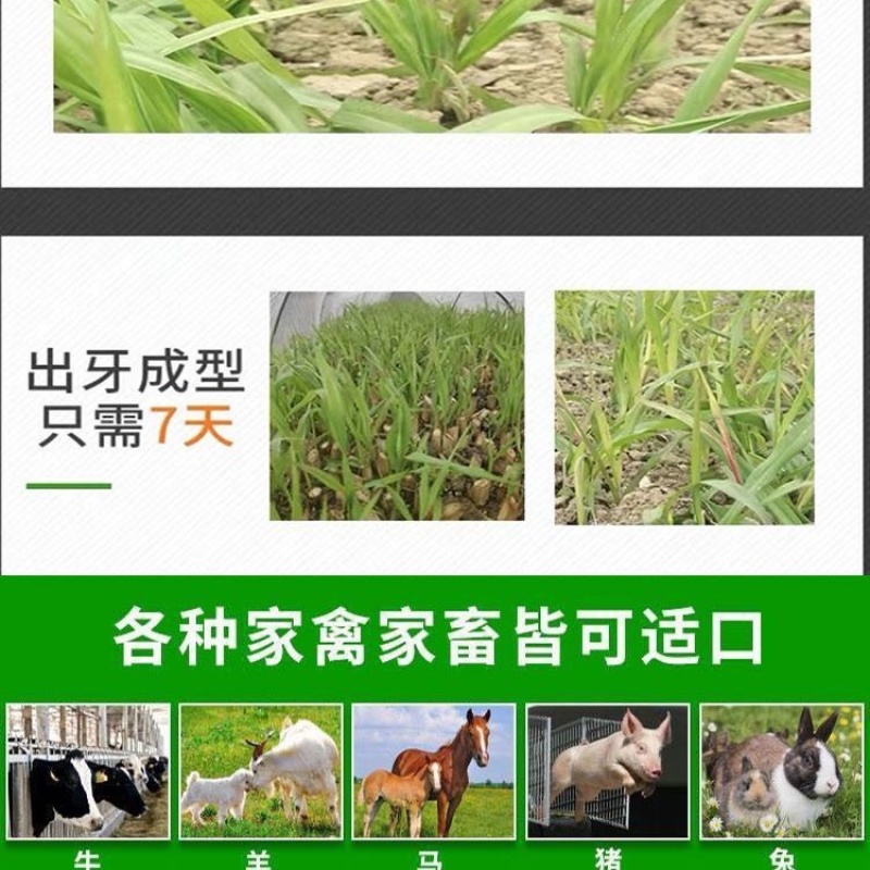 正宗无毛甜象草3号高产耐寒耐旱5号巨菌草种节牧草种子
