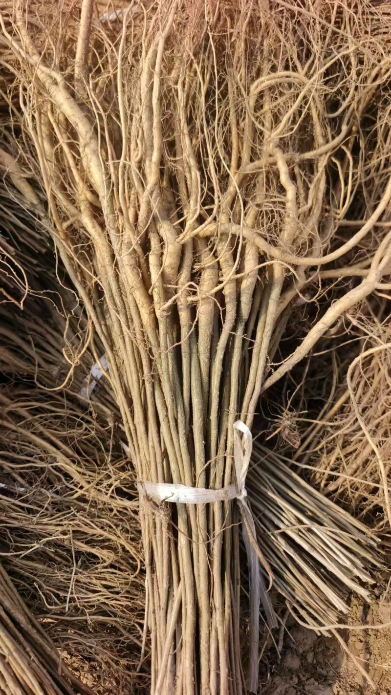 供应紫穗槐营养杯苗