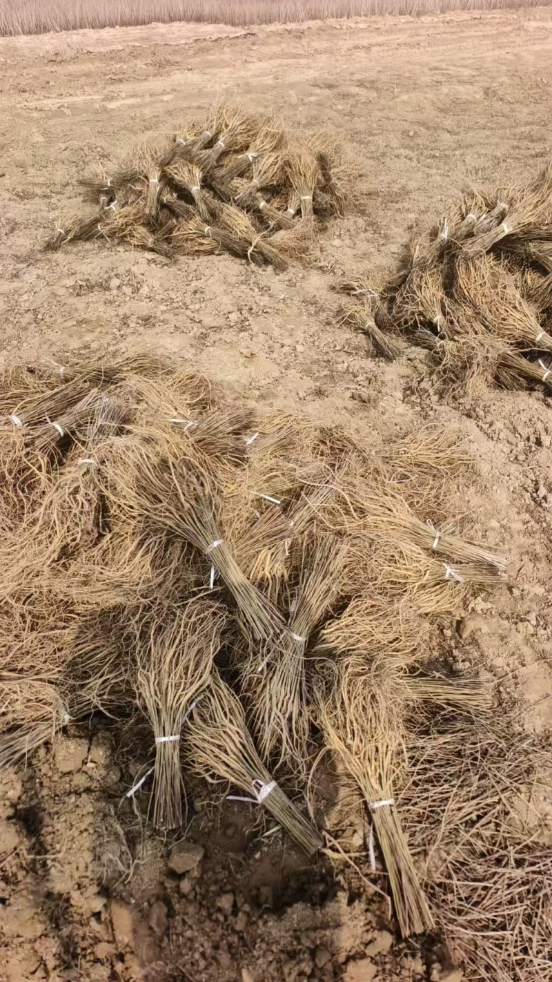 供应紫穗槐营养杯苗