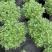 1加仑、2加仑芙蓉菊基地大量现货欢迎选购