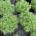 1加仑、2加仑芙蓉菊基地大量现货欢迎选购