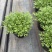 1加仑、2加仑芙蓉菊基地大量现货欢迎选购