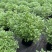 1加仑、2加仑芙蓉菊基地大量现货欢迎选购