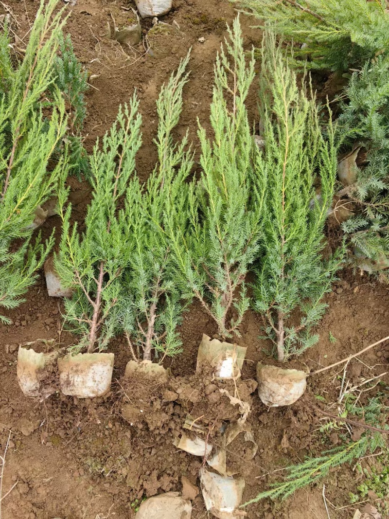 供应陕西刺柏树，西安刺柏球基地批发圆柏桧柏树